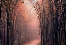 20万人一起嗨!纽卡夺冠游行大巴亮相:黑色车身+全队画像.